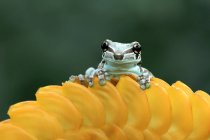 Amazon milk frog on a yellow flower, Indonesia — Stock Photo