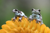 Two Amazon milk frogs on a yellow flower, Indonesia — Stock Photo