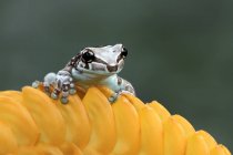 Amazon milk frog on a yellow flower, Indonesia — Stock Photo