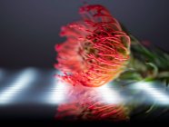 Réflexion d'une fleur tropicale contre une lumière LED — Photo de stock