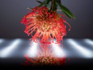 Reflejo de una flor tropical contra una luz led - foto de stock