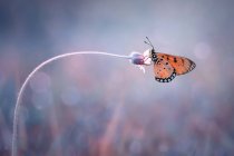 Primer plano de una mariposa sobre una flor, Indonesia - foto de stock