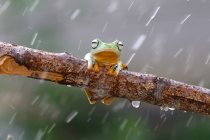 Уоллес Летящая лягушка на ветке под дождем, Калимантан, Борнео, Индонезия — стоковое фото