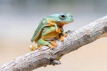 Two Wallace Flying Frog's on a branch, Kalimantan, Borneo, Indonesia — Stock Photo