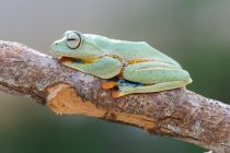 Wallace Flying Frog en una rama, Kalimantan, Borneo, Indonesia - foto de stock