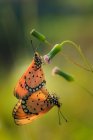 Dos mariposas apareándose, Indonesia - foto de stock