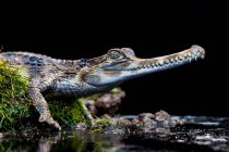 Portrait of a Crocodile (Crocodylus porosus) on a riverbank, Indonesia — Stock Photo