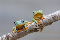 Dois Wallace Flying Frog 's numa filial, Kalimantan, Bornéu, Indonésia — Fotografia de Stock