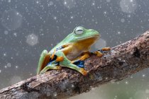 Wallace Flying Frog sur une branche, Kalimantan, Bornéo, Indonésie — Photo de stock