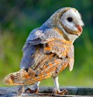 Barn Owl sitting on branch, Британская Колумбия, Канада — стоковое фото