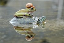 Grenouille et escargot sur une tortue, Indonésie — Photo de stock