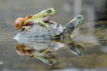 Grenouille et escargot sur une tortue, Indonésie — Photo de stock