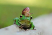 Равлик на деревовидній жабі (Індонезія). — стокове фото