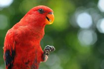Porträt eines Papageis auf einem Ast, Indonesien — Stockfoto