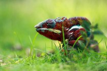 Portrait d'un caméléon panthère dans l'herbe, Indonésie — Photo de stock