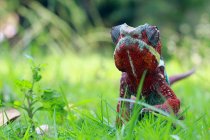 Портрет хамелеона-пантеры в траве, Индонезия — стоковое фото
