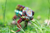 Portrait of a panther chameleon in the grass, Indonesia — Stock Photo