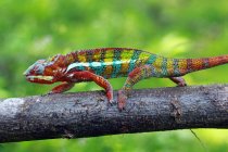 Chameleon panther walking along a branch, Indonesia — Stock Photo