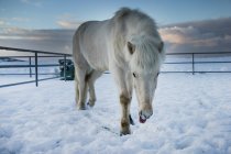Islande cheval debout dans la neige, Islande — Photo de stock