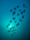 Silhouette of a fever of eagle rays, Raja Ampat, West Papua, Indonesia — Stock Photo