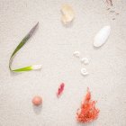 Seashells, coral and seaweed on beach, Australia — Stock Photo