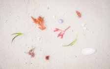 Seashells and seaweed on beach, Australia — Stock Photo