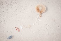 Морские ракушки и водоросли на пляже, Австралия — стоковое фото