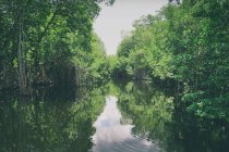 Прекрасный вид на реку в лесу — стоковое фото