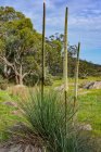 Bäuerliche Landschaft, Kaiserstuhl Conservation Park, Barossa Valley, Südaustralien, Australien — Stockfoto