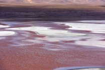 Flamengos em uma lagoa, Salar de Uyuni, Altiplano, Bolívia — Fotografia de Stock