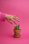 Frau hält Hand über Keramiktopf mit Kaktus auf rosa Hintergrund — Stockfoto
