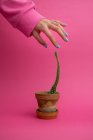 Woman holding hand about ceramic pot with cactus on pink background — Stock Photo