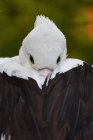 Крупный план пеликана, прячущего клюв в перьях, Индонезия — стоковое фото