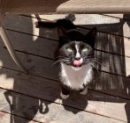 Portrait of a cat sitting under a chair licking its lips — Stock Photo