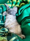 Kätzchen schläft auf einer Decke — Stockfoto