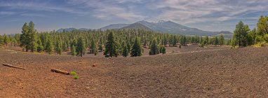 Vista panorámica del bosque de pinos y montañas distantes a la luz del sol - foto de stock
