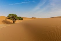 Belle vue sur les dunes, la nature — Photo de stock