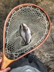 Pêcheur tenant un filet avec une prise de truite, Wyoming, États-Unis — Photo de stock