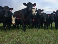 Eine Herde Kühe steht auf einem Feld, Wyoming, Vereinigte Staaten — Stockfoto