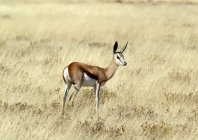 Springbok debout dans la brousse, Afrique du Sud — Photo de stock