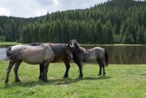 Tre cavalli in piedi vicino a un lago, Bulgaria — Foto stock