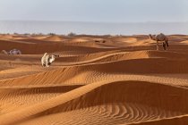 Camellos en una playa de arena - foto de stock