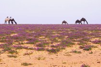 Далекий взгляд на верблюдов пасущихся — стоковое фото