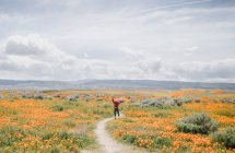 Boy running along a trail through a field of poppies, California, United States — Stock Photo