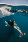 Delfín nadando bajo un paddleboard, California, Estados Unidos - foto de stock