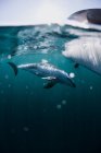 Delphinschwimmen unter einem Paddelbrett, Kalifornien, Vereinigte Staaten — Stockfoto