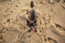 Chihuahua dog standing on beach, Cape Cod, Massachusetts, Estados Unidos da América — Fotografia de Stock