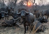 Manada de búfalos, Parque Nacional Kruger, África do Sul — Fotografia de Stock
