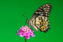 Крупный план бабочки на цветке, Индонезия — стоковое фото