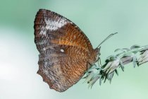 Primer plano de una mariposa en una planta, Indonesia - foto de stock